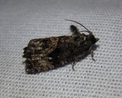 Gymnandrosoma punctidiscanum