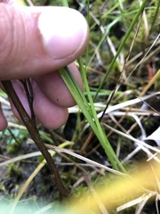 Carex bullata