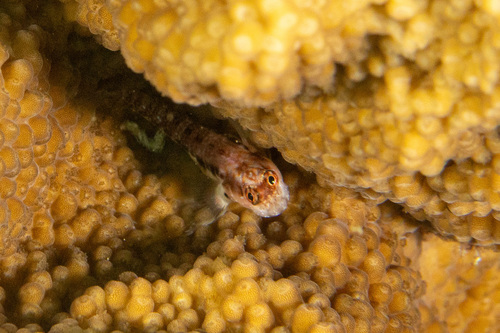 Stanulus talboti observed 2025-01-08