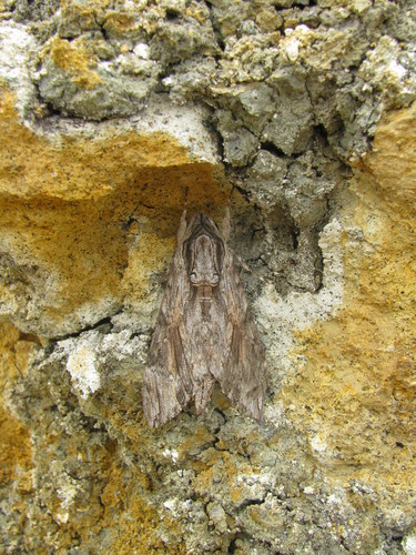 Convolvulus Hawkmoth