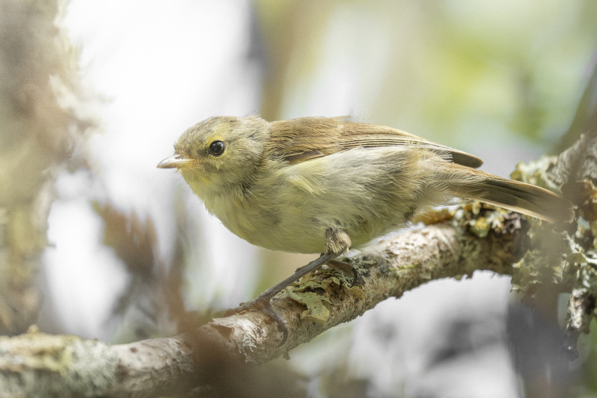 Chatham Islands Gerygone (Gerygone albofrontata), photo 3