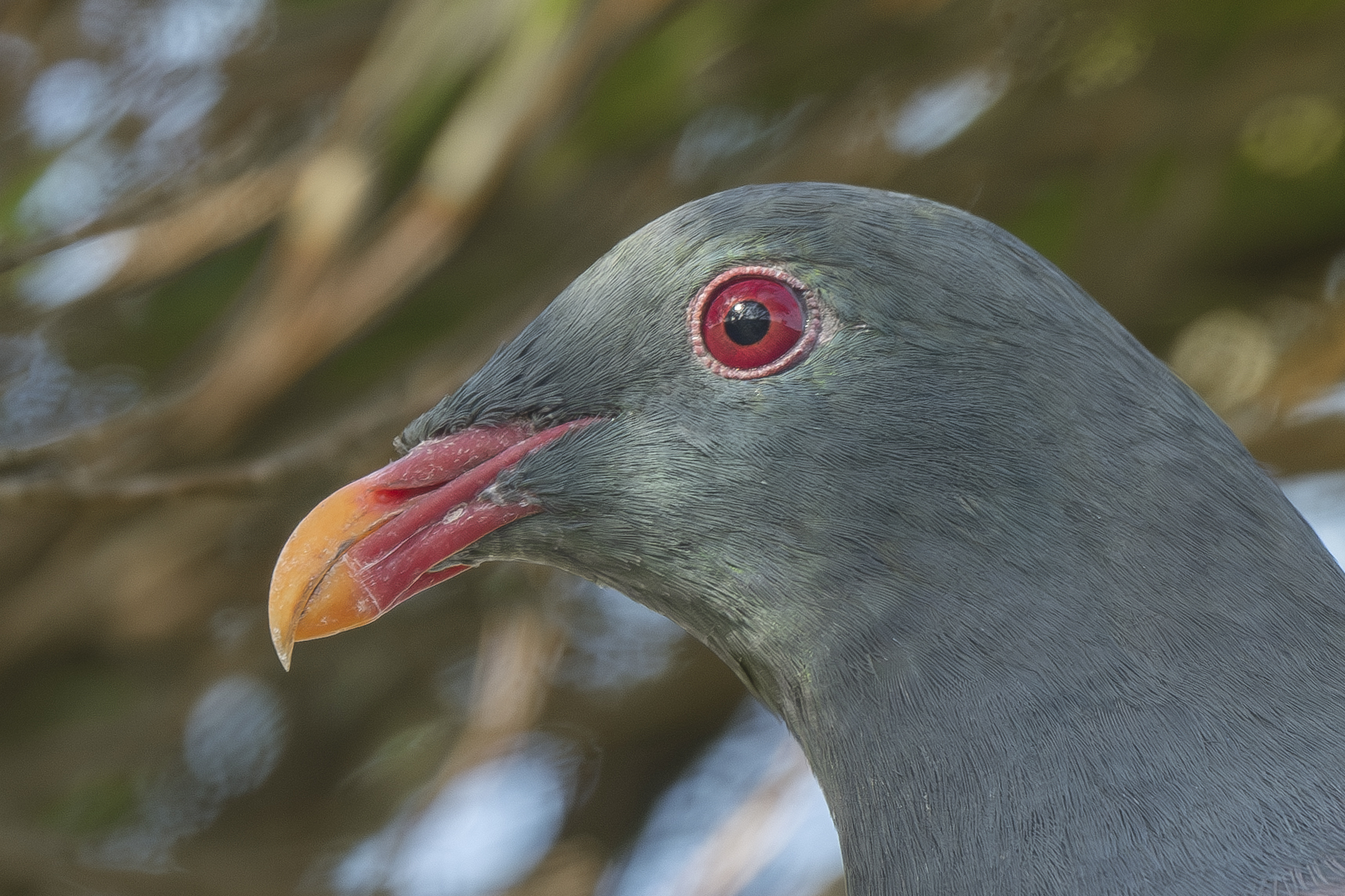 Chatham Islands Pigeon illustration
