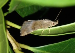 Hypena scabra