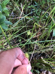 Carex bullata