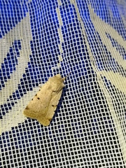 Chersotis margaritacea