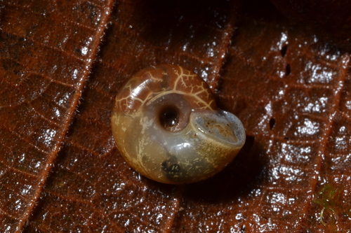 Reddish Aegopinella, photo 4 of 10
