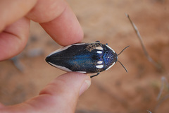Sternocera orissa orissa