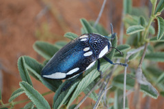 Sternocera orissa orissa