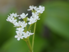 Valeriana saxatilis