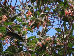 Dipterocarpus cornutus