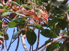 Dipterocarpus cornutus