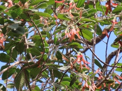 Dipterocarpus cornutus
