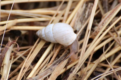 Zebra Snail, photo 6 of 10