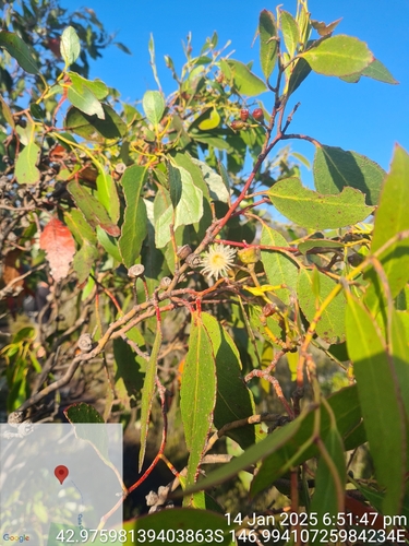 Eucalyptus johnstonii observed 2025-01-14