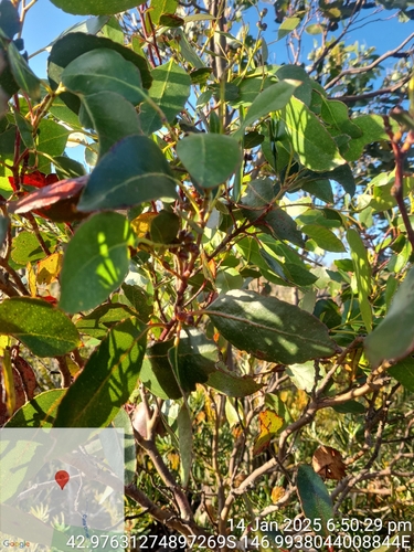 Eucalyptus johnstonii observed 2025-01-14