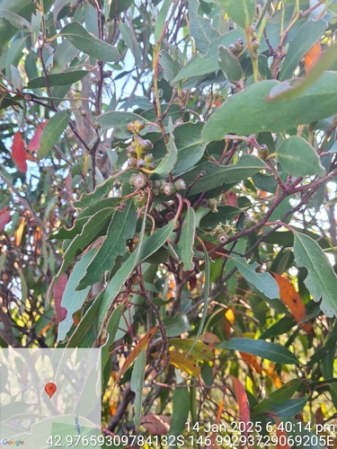 Eucalyptus johnstonii, 2025-01-14