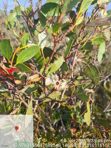 Eucalyptus johnstonii, 2025-01-14
