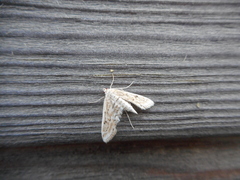 Parapoynx allionealis