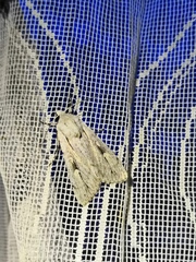 Dichagyris candelisequa