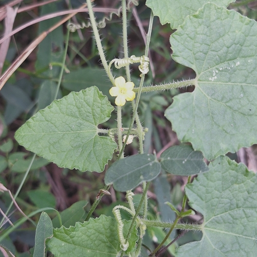 Image of Cucumis althaeoides by (c) Greg Tasney, some rights reserved (CC BY-SA)
