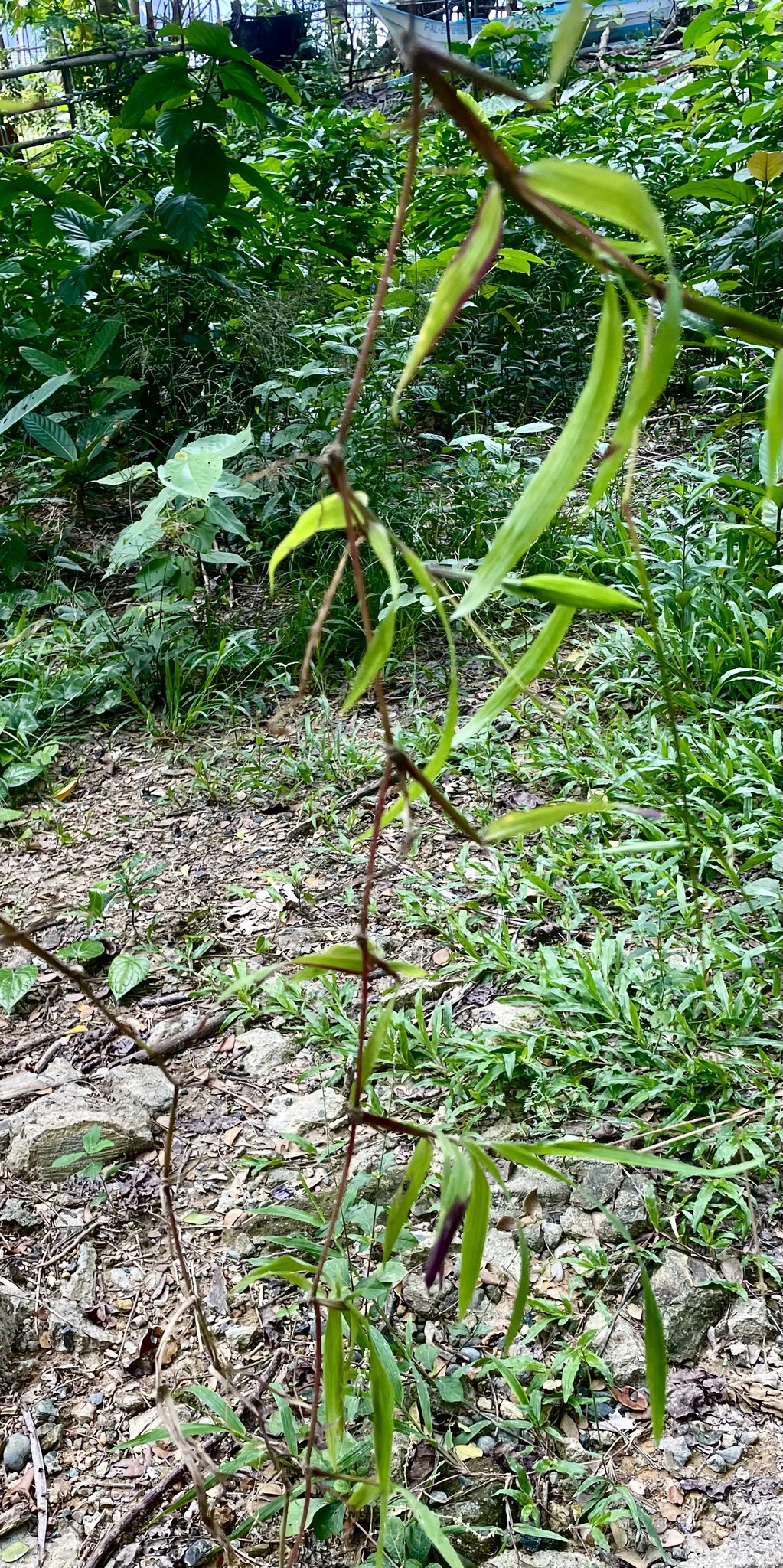 Imagem de Grama-seda