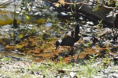 Pardirallus nigricans