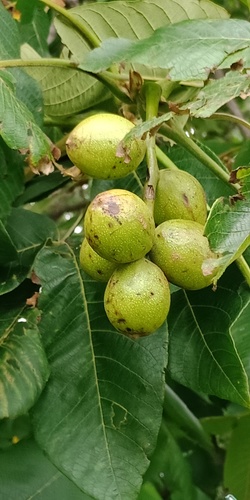 Manchurian walnut