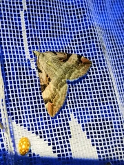 Aplocera praeformata