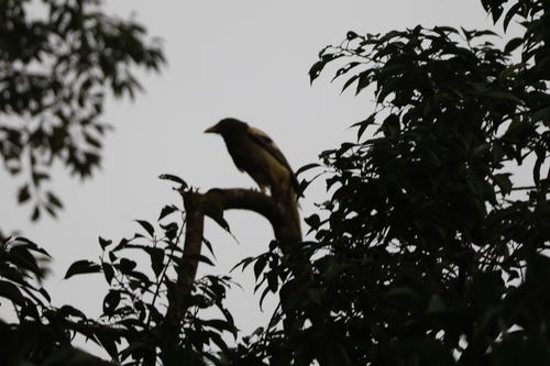 White-winged Magpie (Urocissa whiteheadi), photo 7