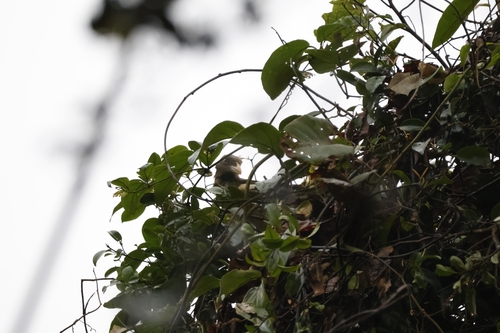 White-winged Magpie (Urocissa whiteheadi), photo 8