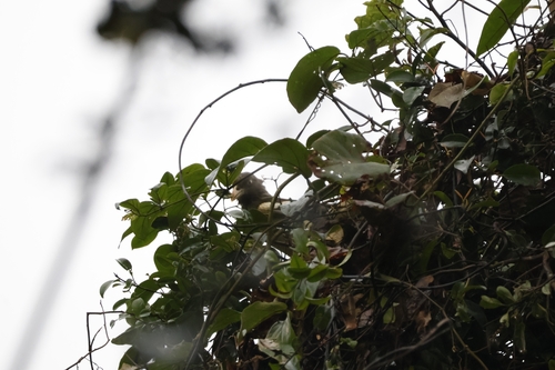 White-winged Magpie (Urocissa whiteheadi), photo 9