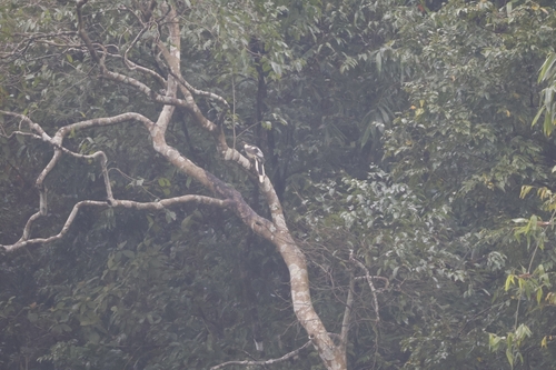 White-winged Magpie (Urocissa whiteheadi), photo 2