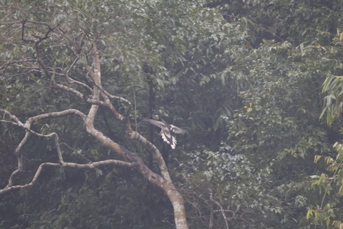 White-winged Magpie (Urocissa whiteheadi), photo 3