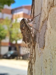 Cicada
