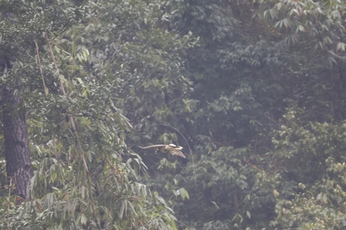 White-winged Magpie (Urocissa whiteheadi), photo 6