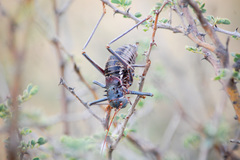 Acanthoplus discoidalis