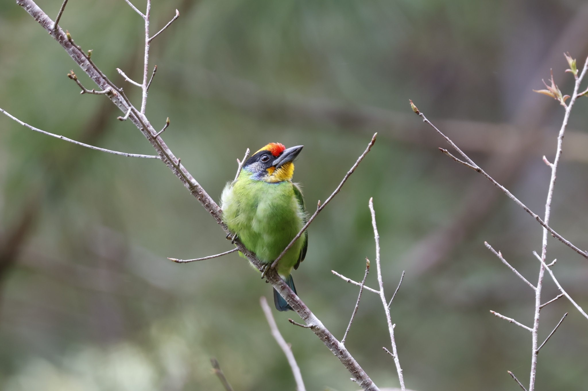Necklaced Barbet (Psilopogon auricularis), photo 1