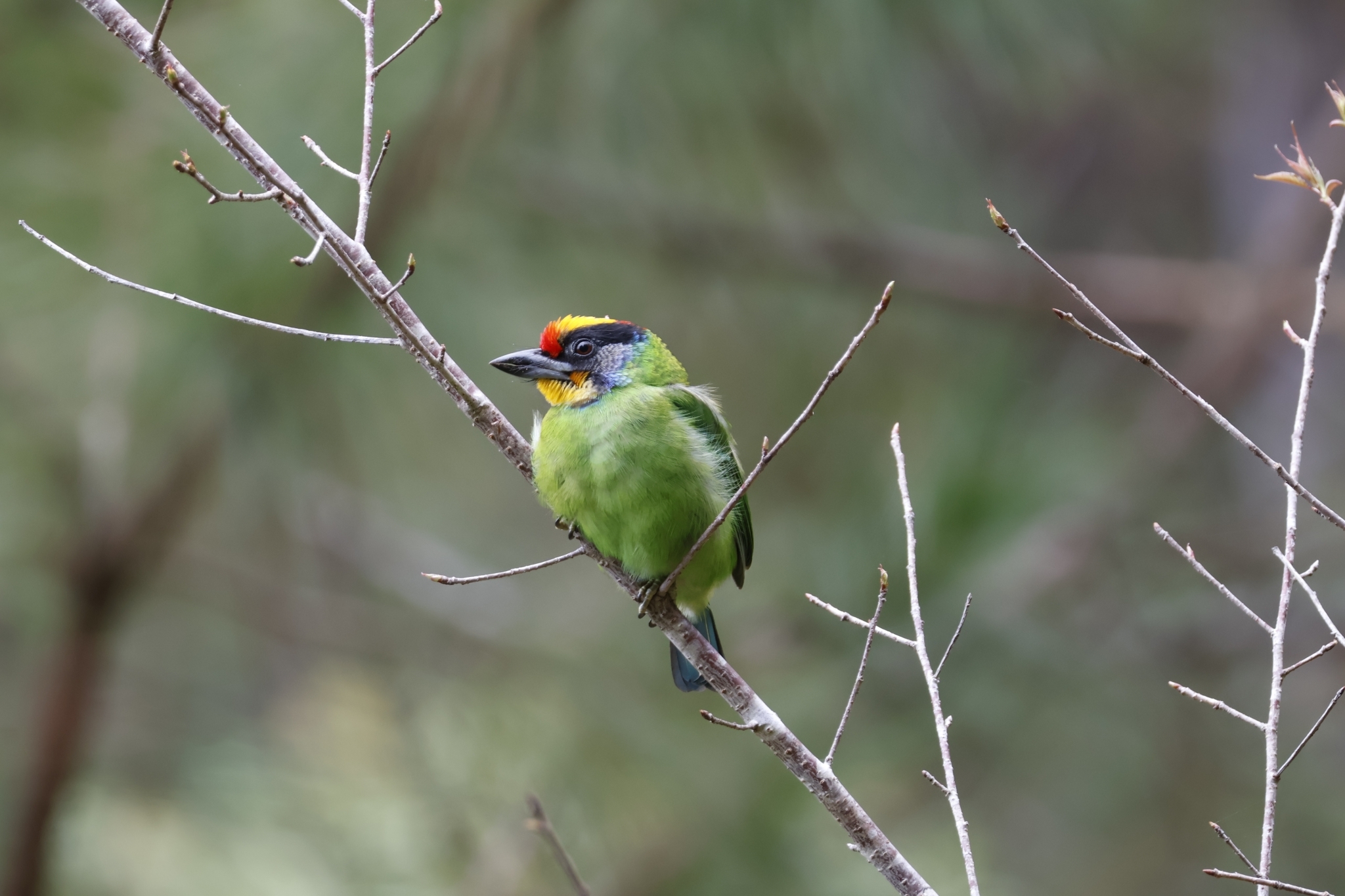 Necklaced Barbet (Psilopogon auricularis), photo 2