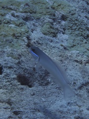 Valenciennea strigata