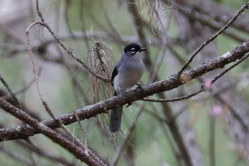 Black-headed Sibia (Heterophasia desgodinsi)