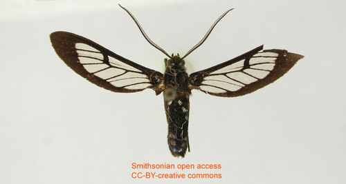 Pseudosphenoptera cocho