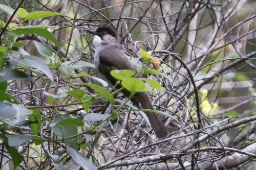 Ashy Bulbul (Hemixos flavala), photo 7