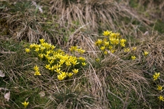 Gagea bohemica