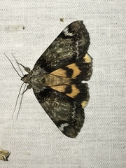 Catocala minuta