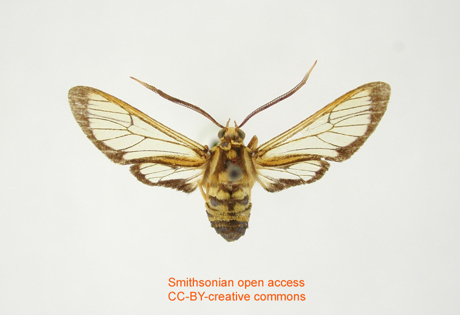 Leucotmemis albraamea