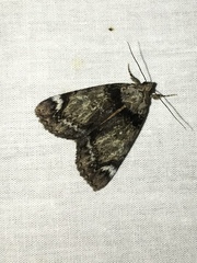 Catocala minuta
