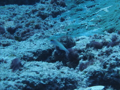 Valenciennea strigata