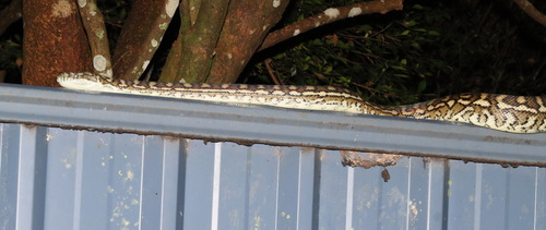 Coastal Carpet Python sighting