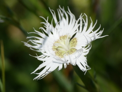 Dianthus sternbergii