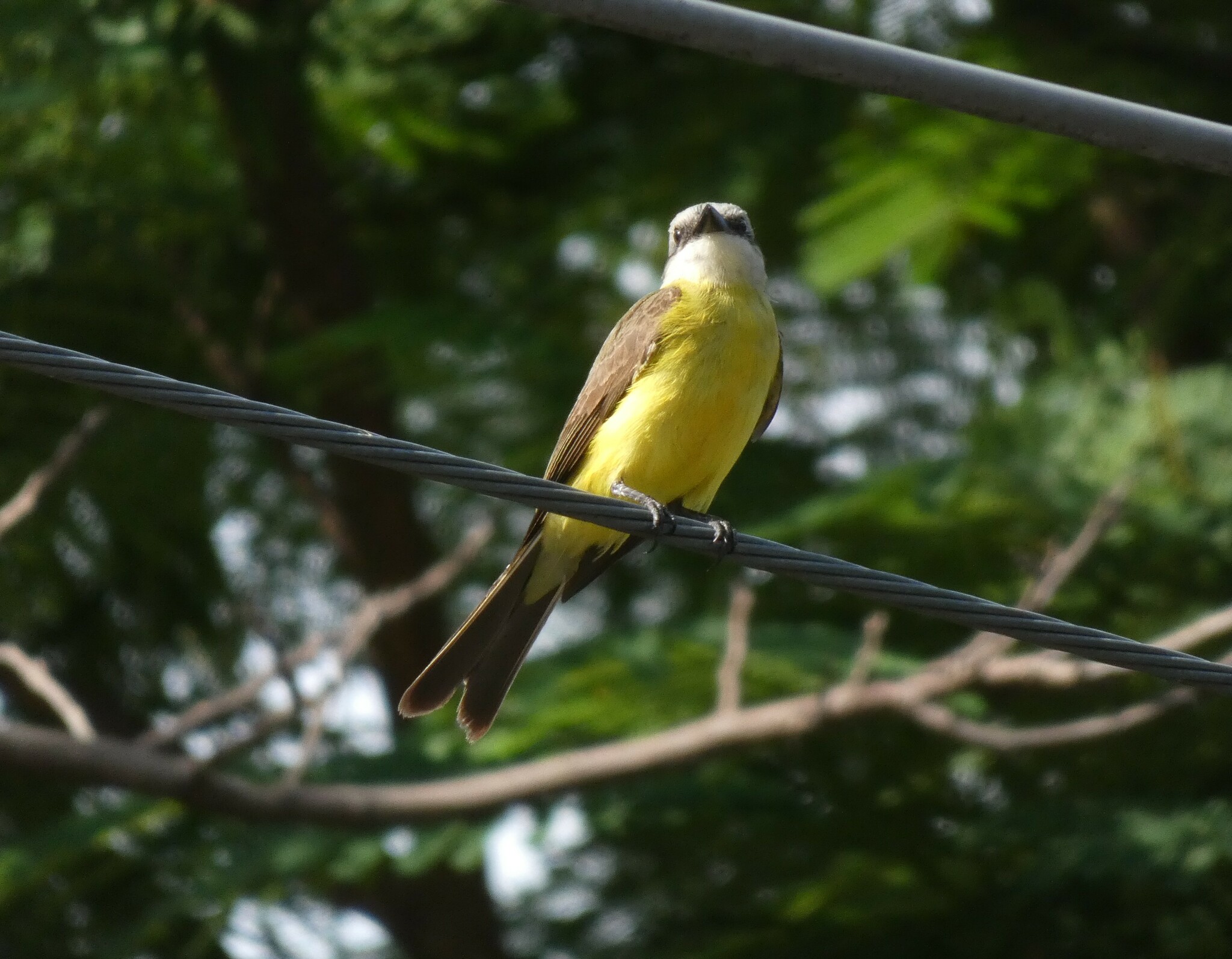 White-throated Kingbird (Tyrannus albogularis), photo 8